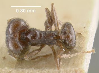 Media type: image;   Entomology 9140 Aspect: habitus dorsal view